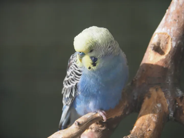 Lens Polder kinderboerderij in Nieuwpoort (Belgie)